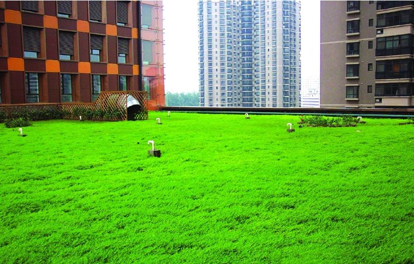 佛甲草屋顶绿化